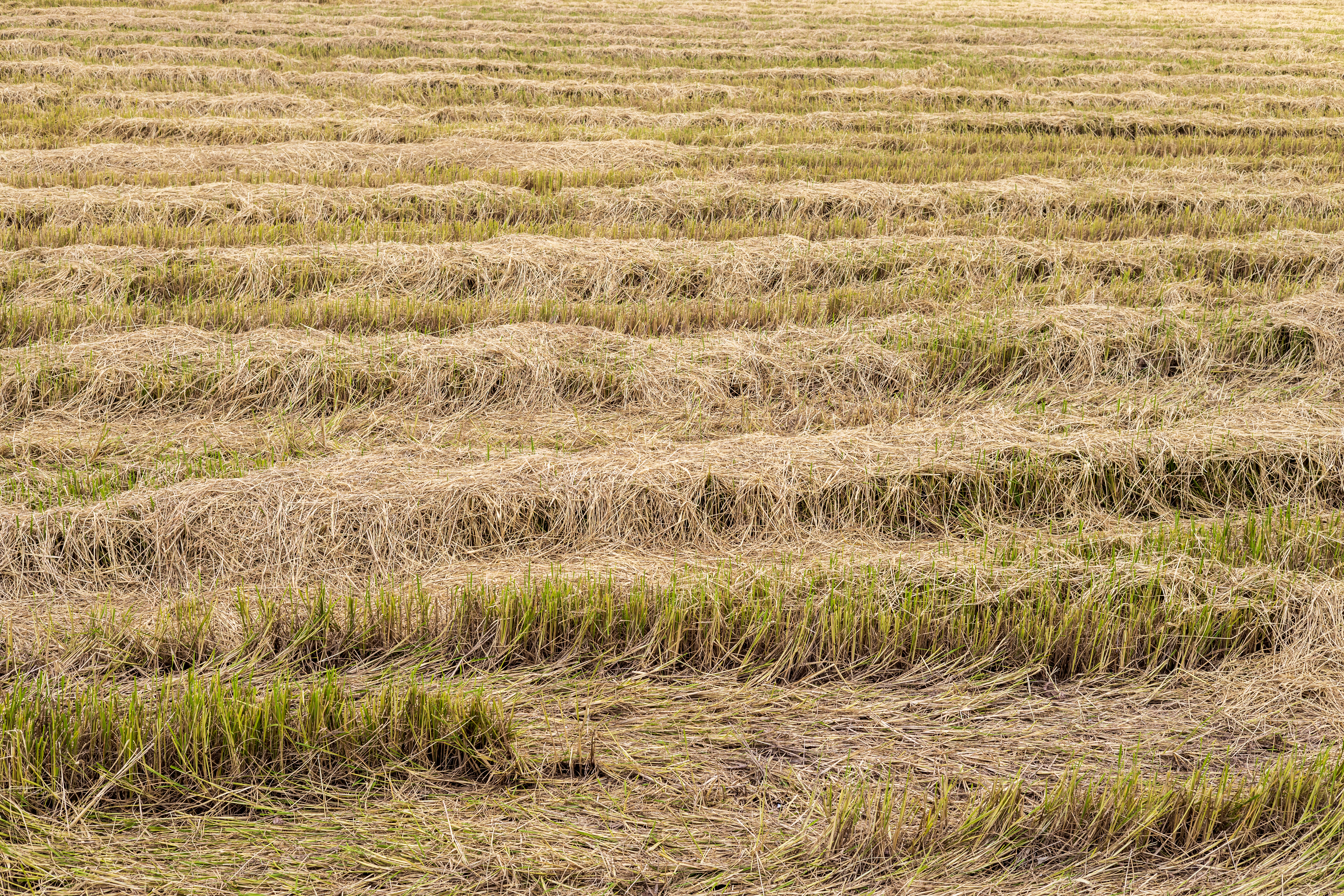 Post-Harvest Processing