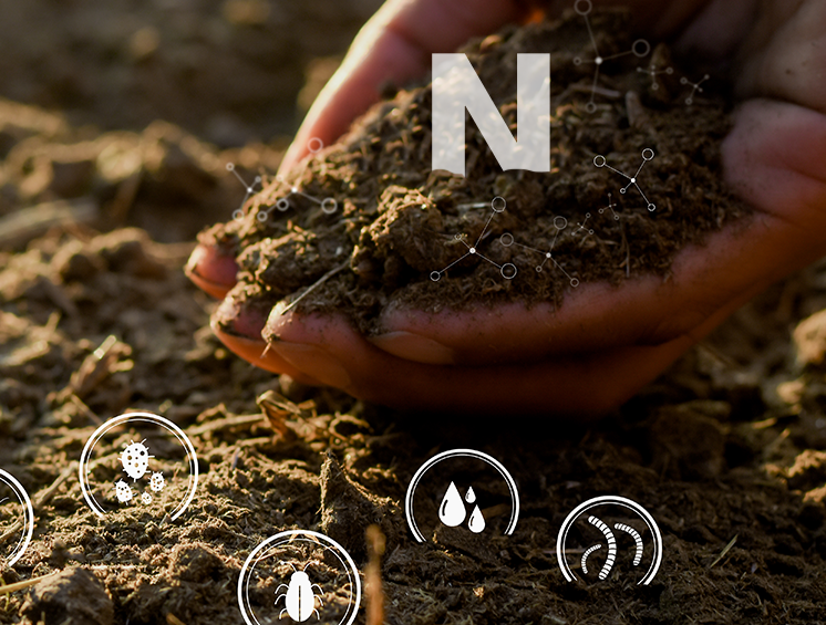 Improved Nitrogen Efficiency